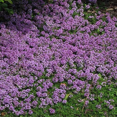 wild thyme ground cover