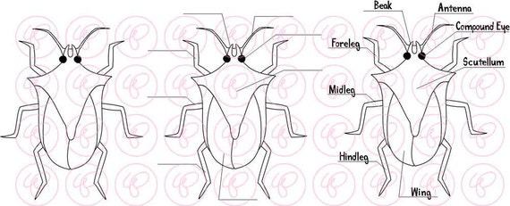 Learn About Stinkbugs Science: Clip Art Pack 300 dpi Digital
