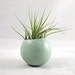 Mini Air Plant Pod - Sage // Planter (with air plant)