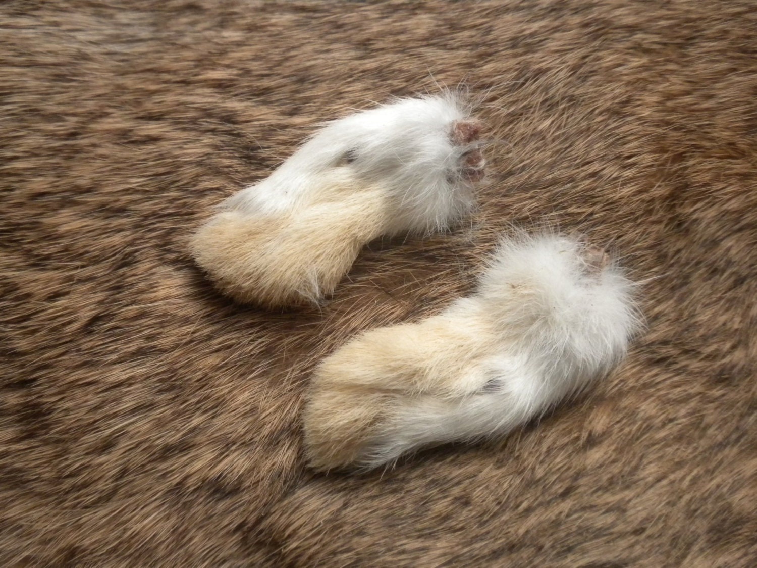 Real Dried White Rabbit Feet Front Paws LOT A