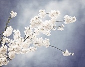 Floral Photography light steel blue white nursery grey gray branch spring wall print flower blossom nature photograph, "Autograph of Angels"