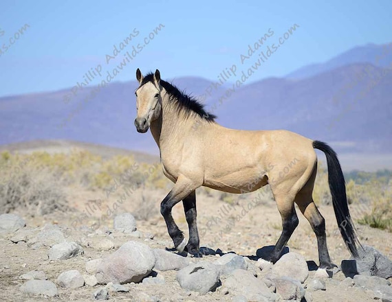 Riley 2 - Buckskin Mustang Stallion