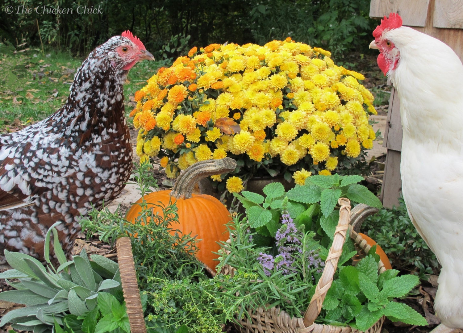 Spruce the Coop Herbal Fusion™, Nesting Box Herbs: 100% Natural 
