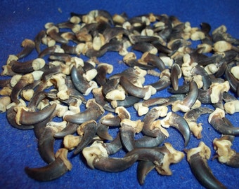 Real Coyote Claws foot animal bone taxidermy body parts