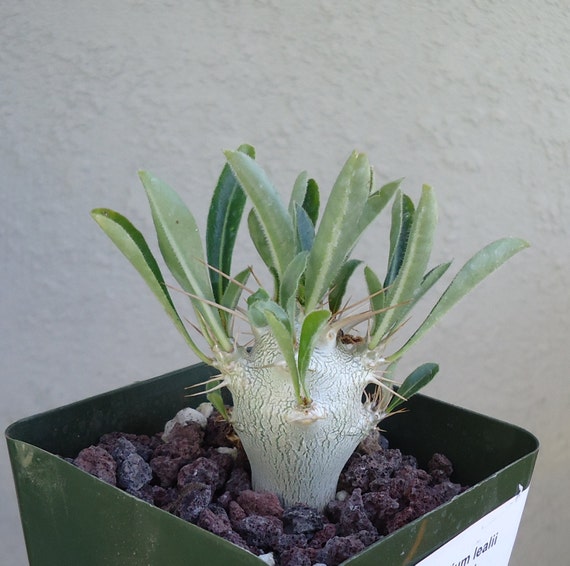 Large Silver Bottle Tree-Pachypodium Lealii v Saundersii