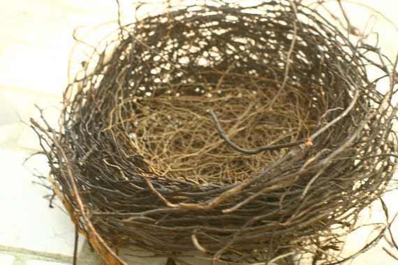 final sale birds nest natural nest nests by vintageatmosphere final sale birds nest natural nest nests by vintageatmosphere