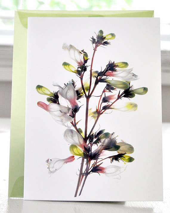 Floral Artist Greeting Card Margie's Whites. Free US Shipping