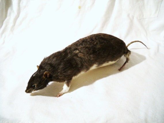 large stuffed rat