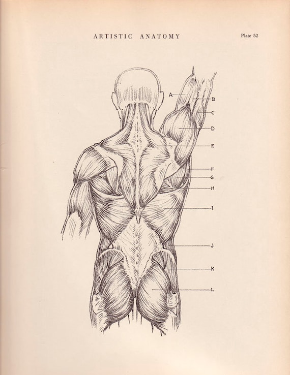 Human Back Muscles Print 9 x 12 Anatomy Drawing by AgedPage