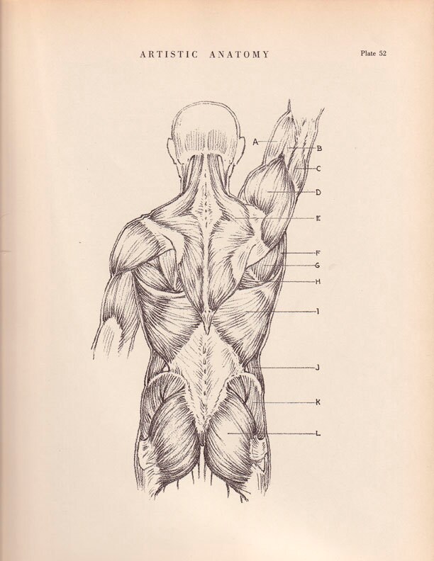 Human Back Muscles  Print 9 x 12 Anatomy  Drawing  by AgedPage