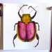 Beetle Insect Original Watercolor Painting Ink Animal Drawing Decor Insect Pink Contemporary Art Insect Painting Original Art Still Life