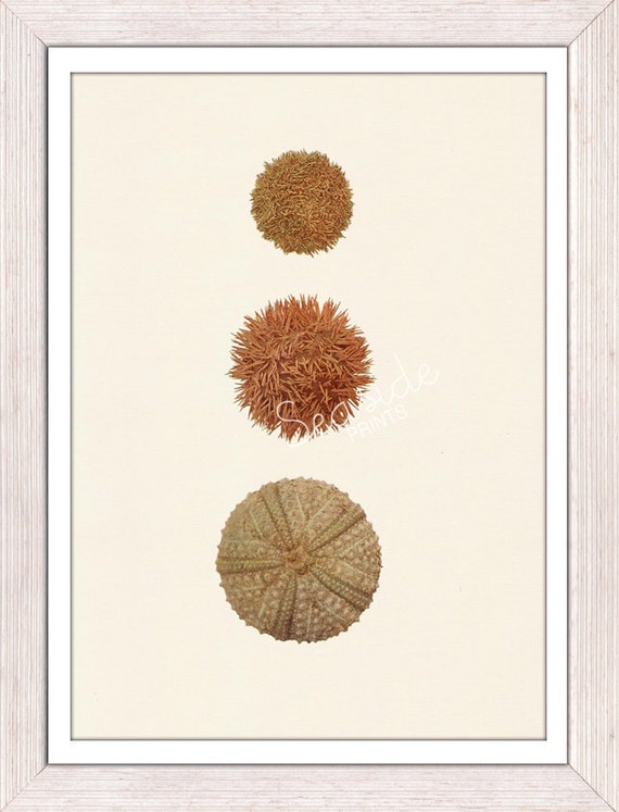 Wall decor poster Sea urchin skeletons in natural by seasideprints