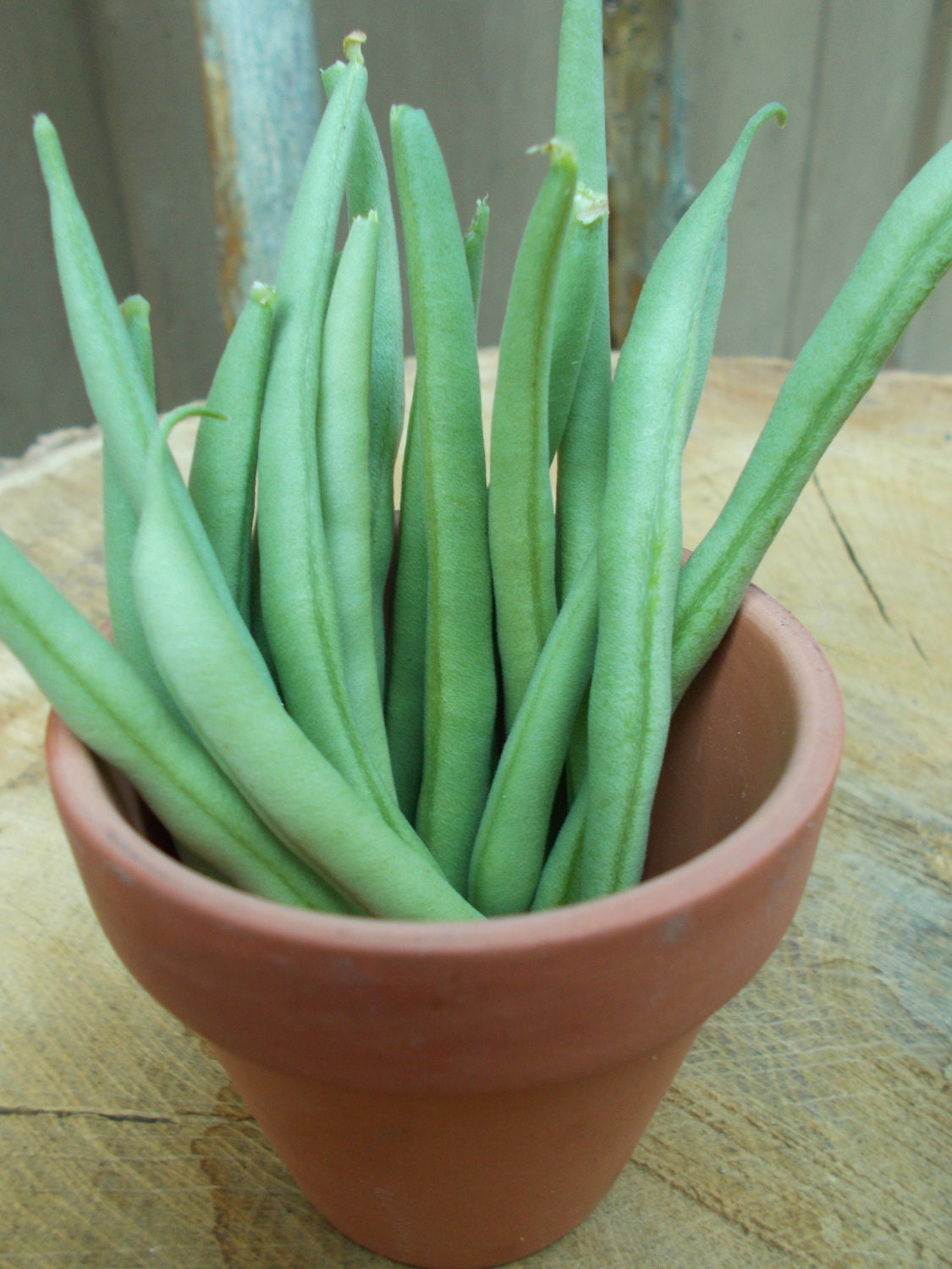 French Bean Seeds Haricot Verts Bean Seeds Yellow and Green