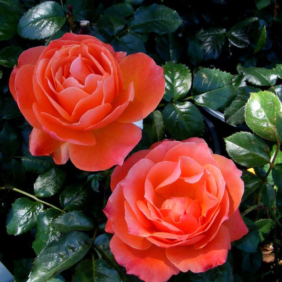 Livin Easy Rose Plant Orange Floribunda Rose Grown Organic 2.6