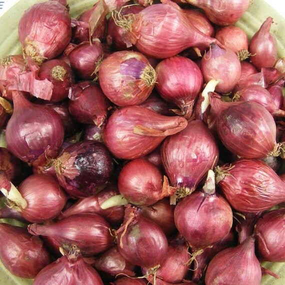 Red Onion Sets Organic Red Baron Onion Bulbs 1 Pound