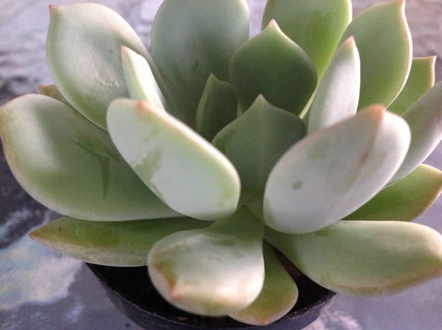 Succulent Plant Crassula Moonglow great for windowsill