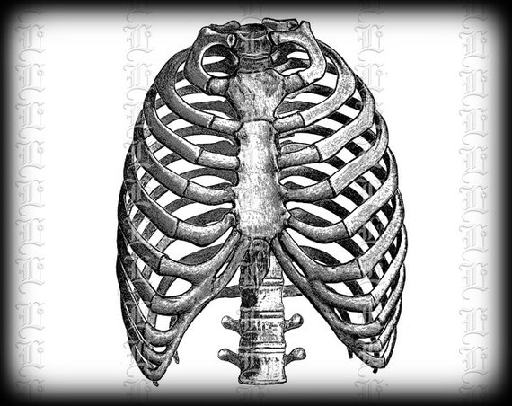 Human Rib Cage Front View Medical Anatomy Study Vintage Clip