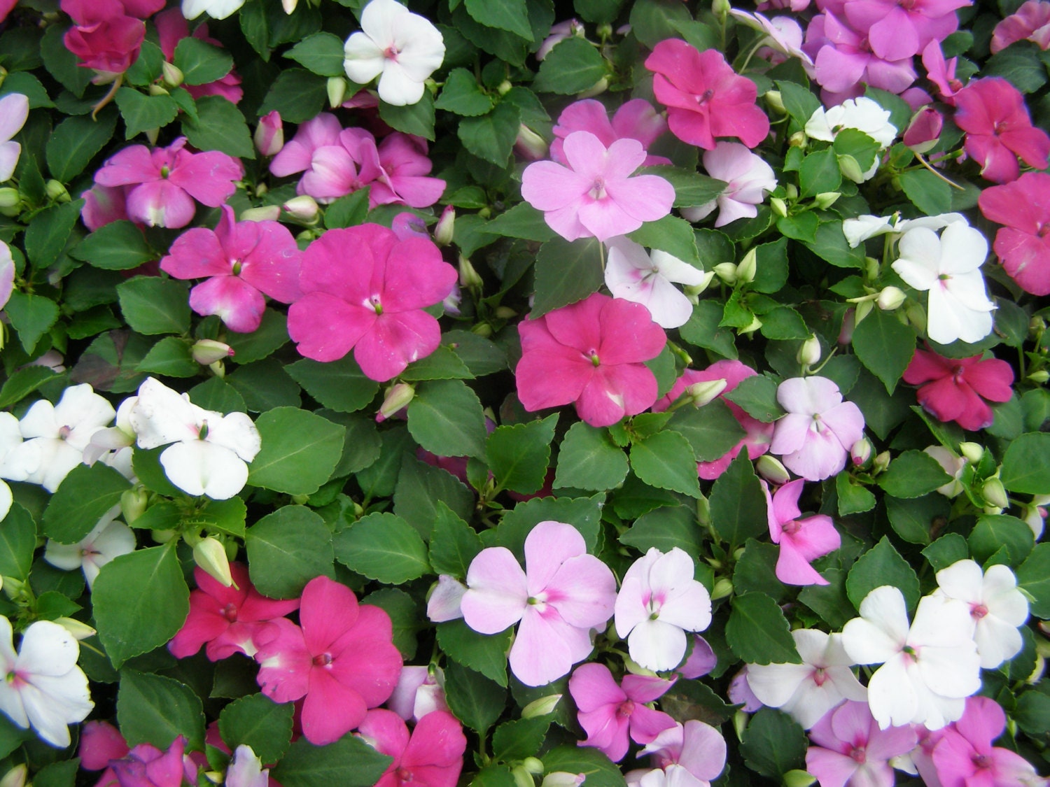 Impatiens: How to Plant, Grow, and Care for Impatiens Flowers ...