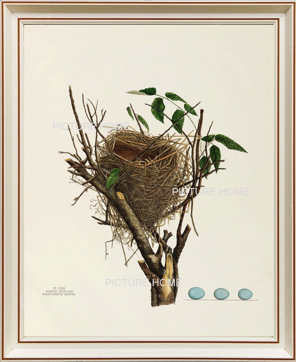 Bird Nest Print 35 Beautiful 8X10 Antique Art Room Decoration