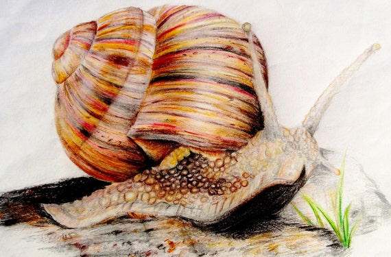 Original Colored Pencil Art Snail