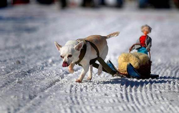 Sled Dog Chihuahua Color Photo