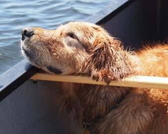 Good to be me - golden retriever in a canoe backcountry paddling