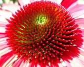 Unique Flower - Photo Magnet