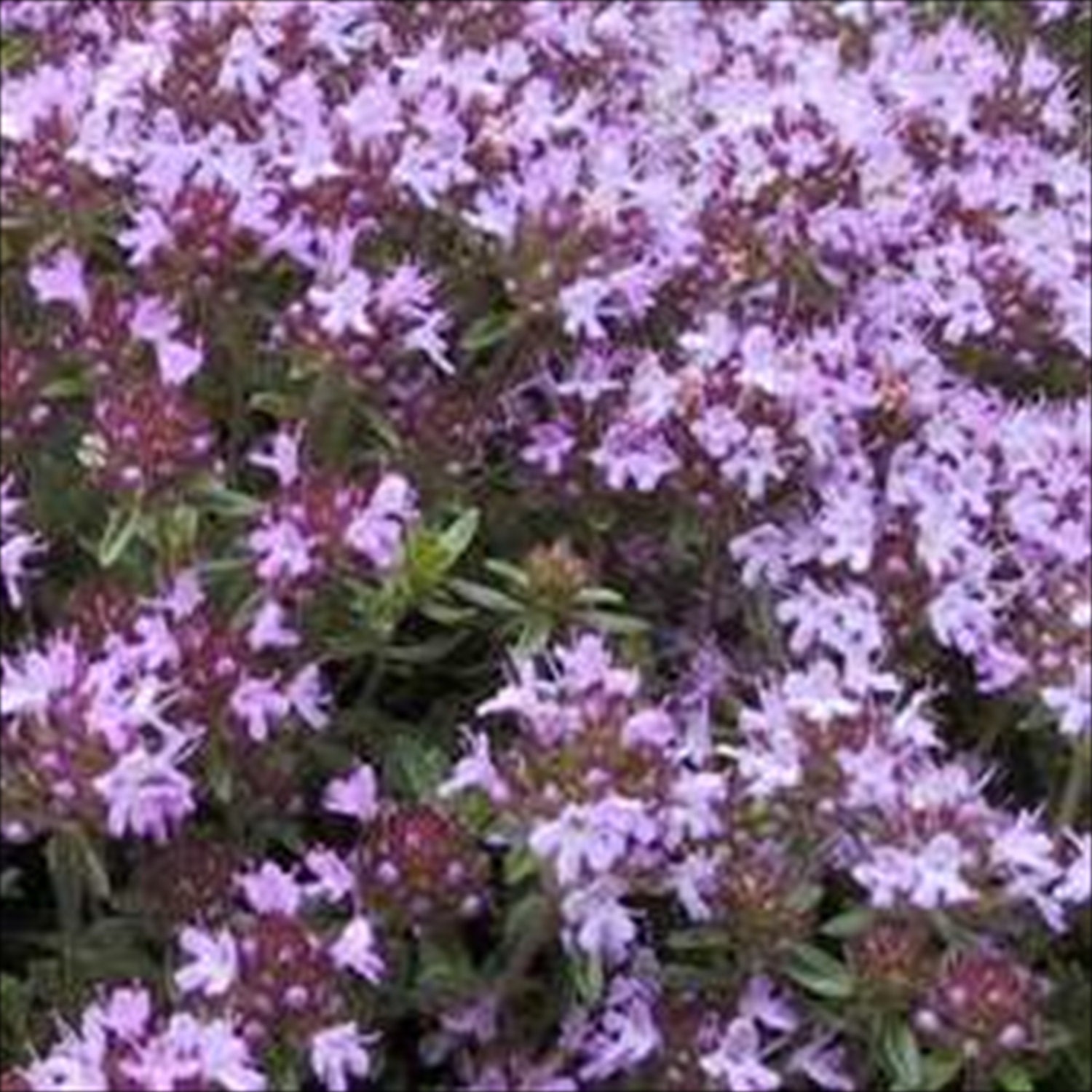 Creeping Thyme Lemon Scented 5000 Seeds