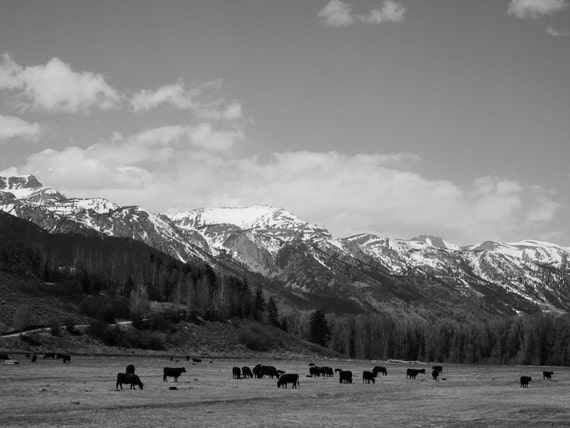 Grazing: Grand Teton National Park