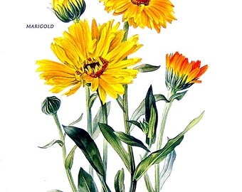 Marigolds Print - 1969 Vintage Colored Botanical Illustration - 6 x 9 Book Page