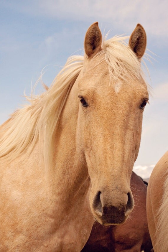 Palomino Horse photograph in color Equestrian Wall Art