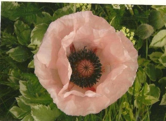 Pale Pink Poppy Macro Floral Nature Photography on Blank Note Card