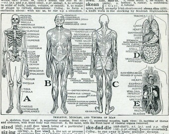 Items similar to Human Anatomy 12 Vintage Illustration on Book Page Art ...