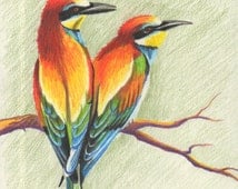 drawing pencil colored birds bird pencils colorful painting