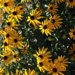 Brown Eyed Susan