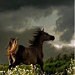 pntdhorses581