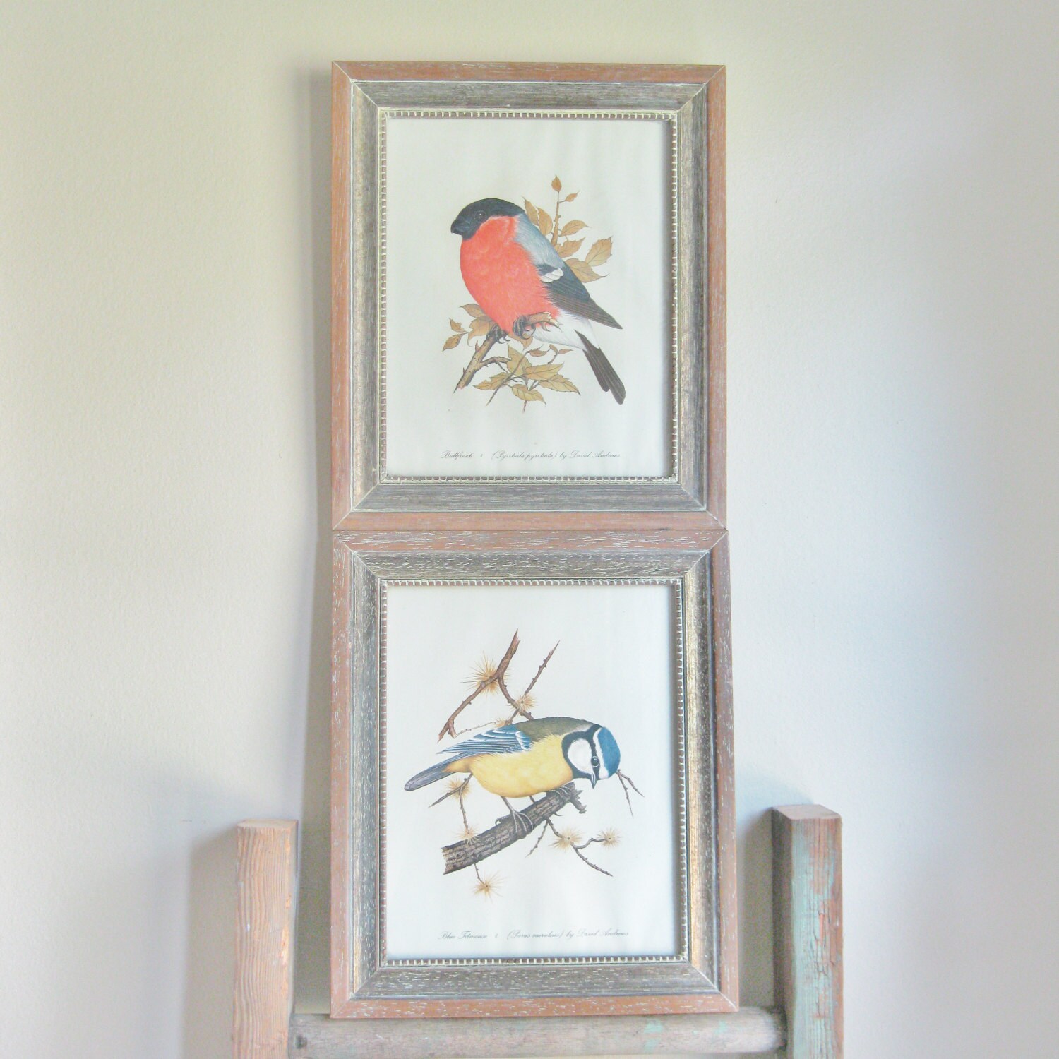 Vintage Framed Bird Prints David Andrews Blue by tracinicole