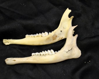Deer Jaw Bones Natural Set of Two