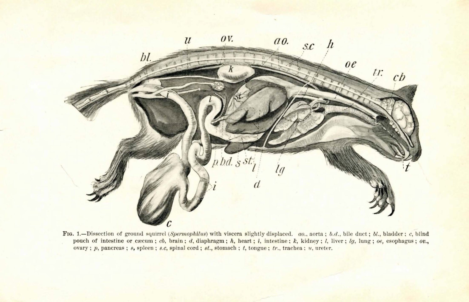 1902 dissection of a ground squirrel original antique medical