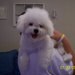 bichon