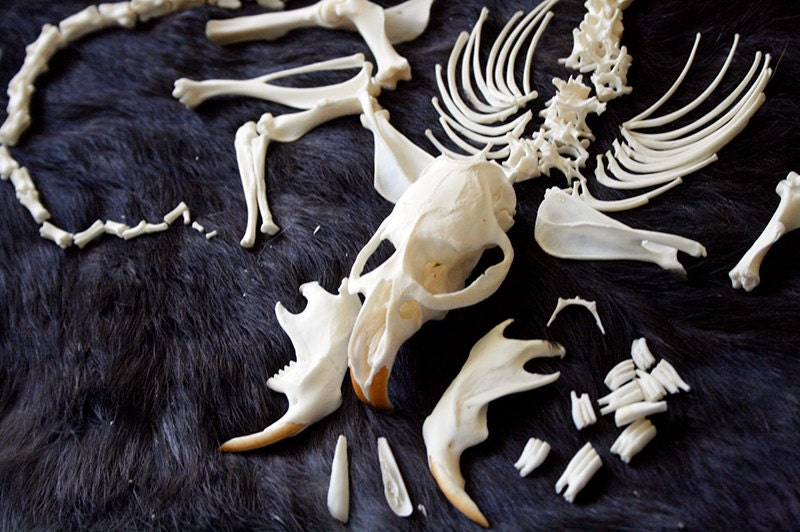 Muskrat Skeleton for Articulation Grade A Real Bone Skull