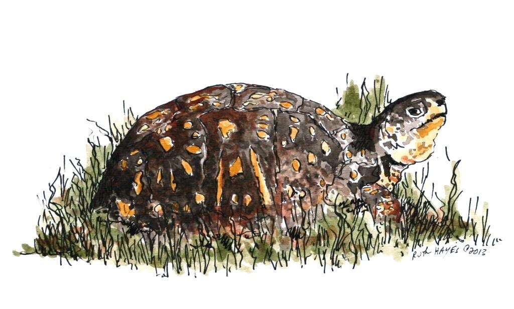Box turtle reptile painting 7 x 5 animal art