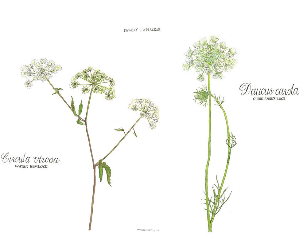 Water Hemlock and Queen Anne's Lace Watercolor Botanical