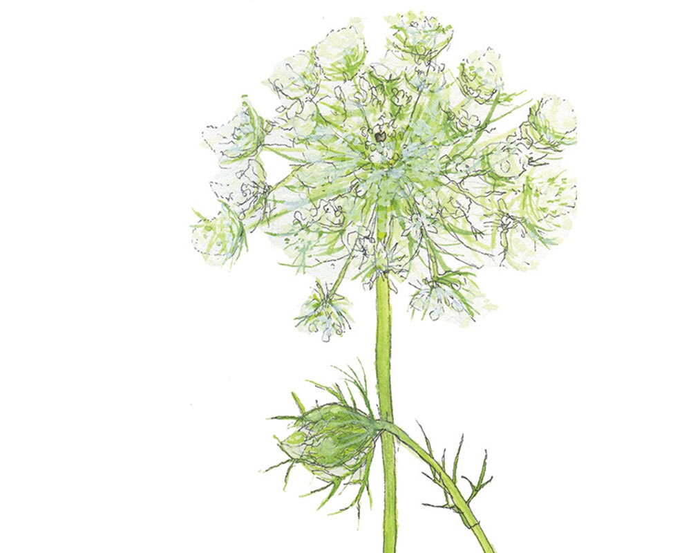 Water Hemlock and Queen Anne's Lace Watercolor by ToreyWahlstrom