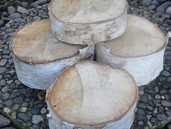 Birch Rounds Natural Birch Cut Birch Rounds by donnahubbard