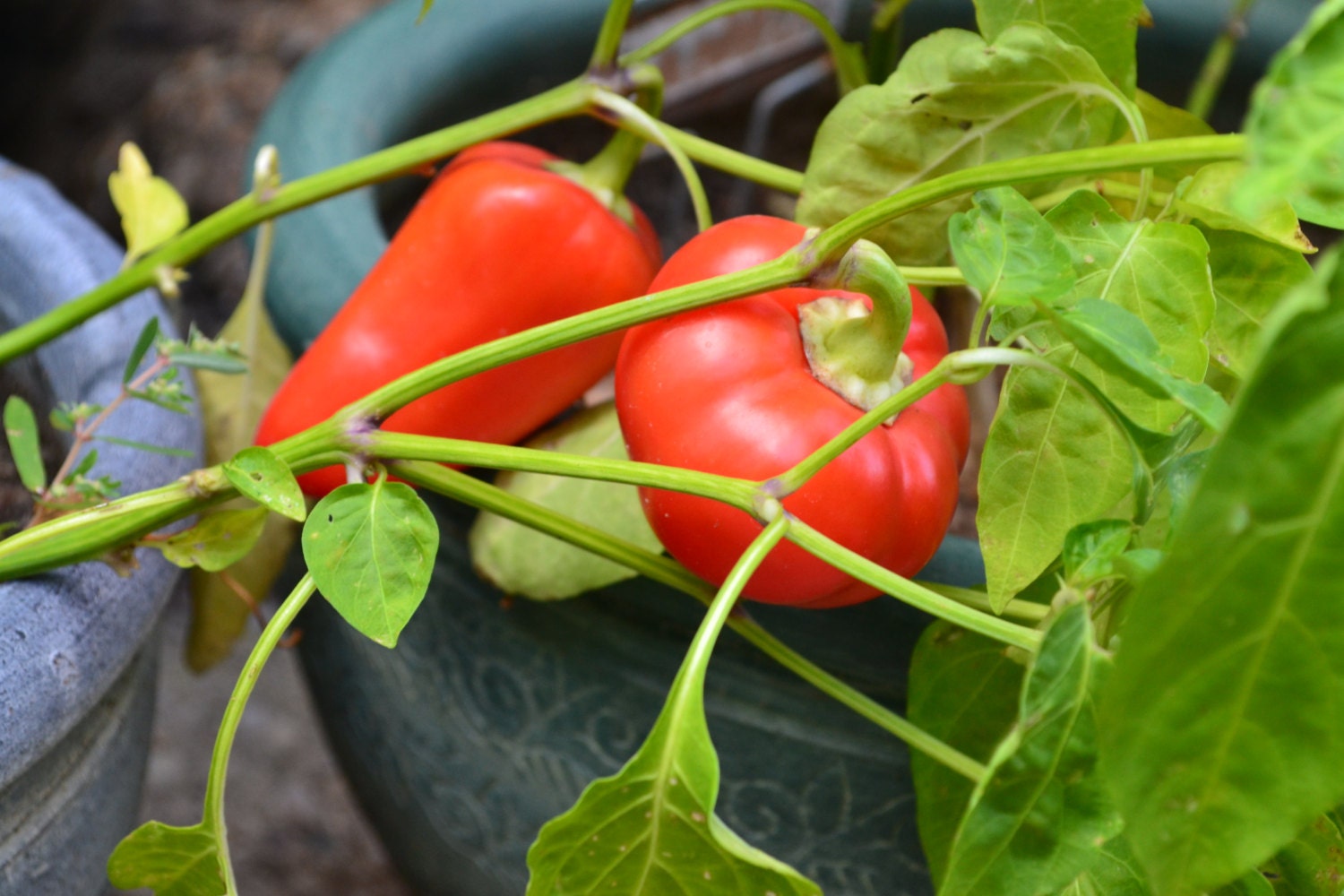 Paprika/Pimento Pepper Seeds No Herbicides or by CarrotCreations