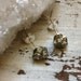 Pyrite Earrings // Druzy Pyrite Studs// Raw Pyrite Stones // Stud Earrings // Sterling Silver // Geometric Earrings // Crystal Earrings