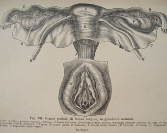 Anatomy - Human Organs - Female genital Organs Print from Italian Book
