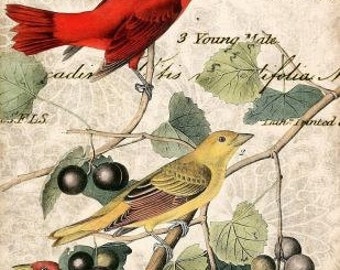 Victorian Bird Print Vintage Collection Birds by ArtdeLimaginaire