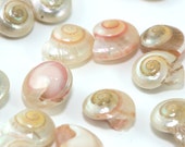 Beach Decor Seashells -  Pearl Umbonium Shells